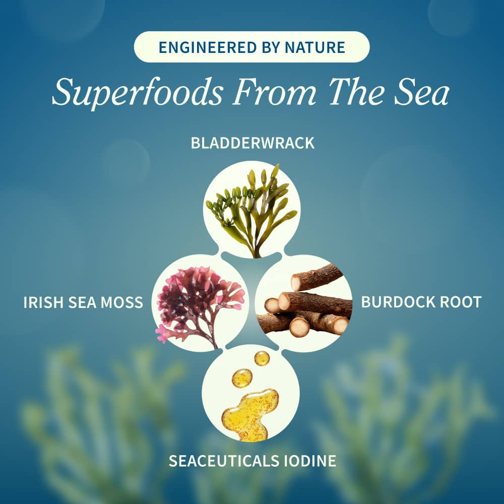 Irish Sea Moss with Iodine Energy Support
