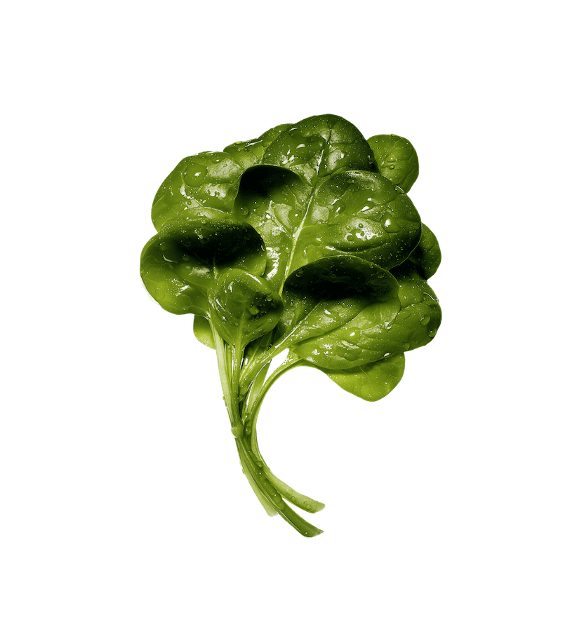 TESTING - Beets