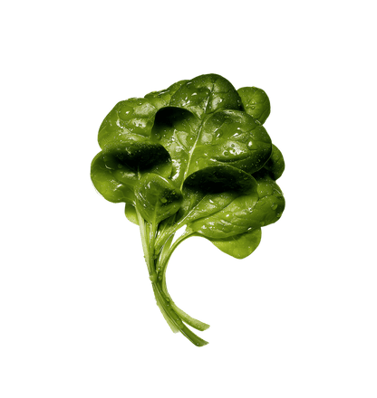 TESTING - Beets