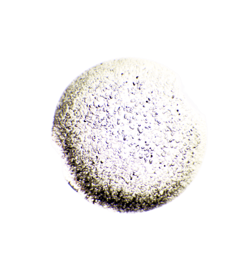 TESTING - Beets
